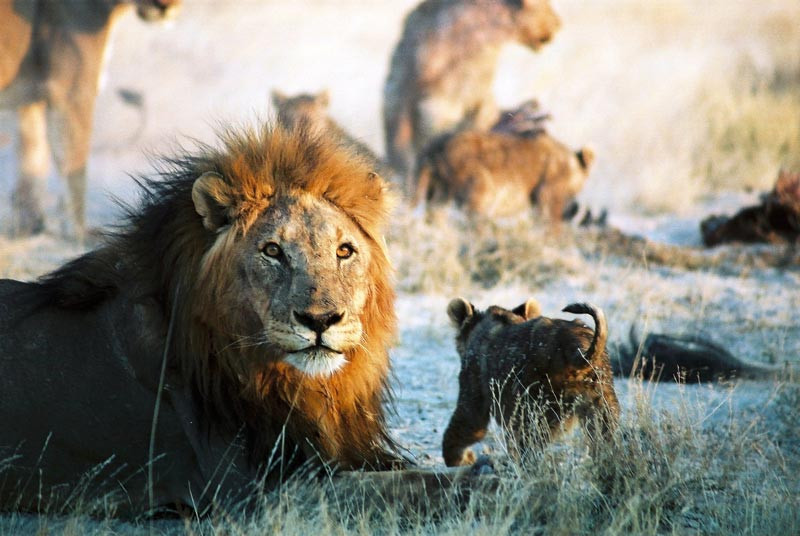 Safari dans le désert du Namib