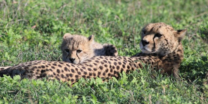 Organiser son safari en Tanzanie ou en Namibie