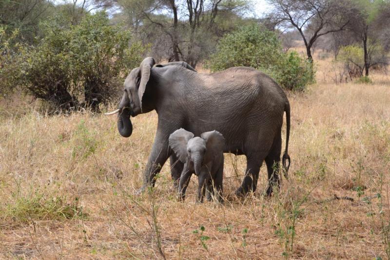 Le Parc National du Tarangire