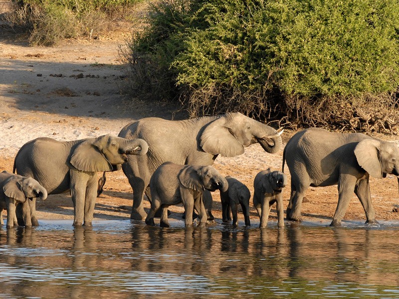 Parc national de Chobe