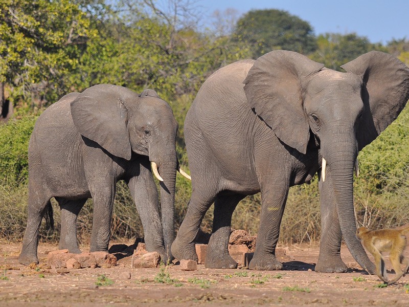 Parc national d'Etosha