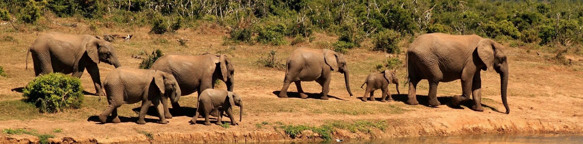 Safaris au Botswana