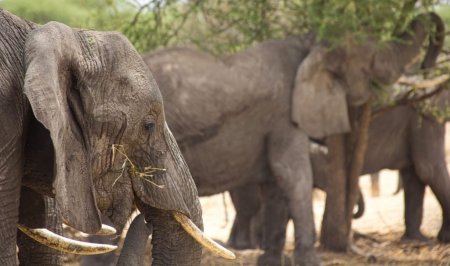 Safari en famille en Tanzanie : savane du Roi Lion et plages de Zanzibar